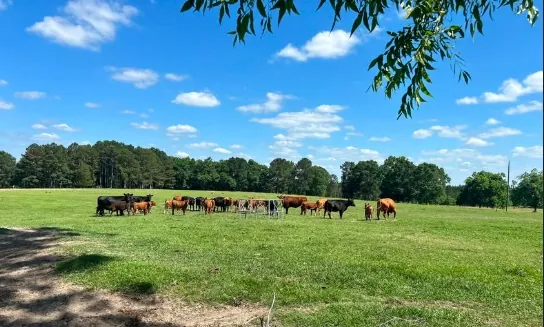 The herd in summer pasture, Dreamland Farms