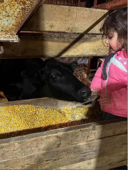 Hand feeding at the bunk, Dreamland Farms