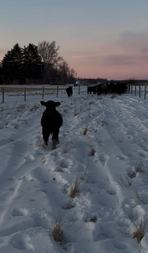 A calf in the snow, Dreamland Farms