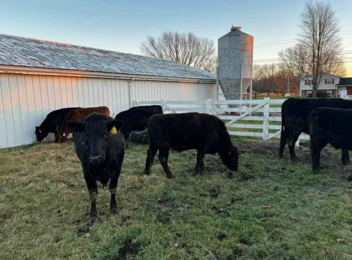 Dreamland Farms cattle in the lot beside the barn at sunset